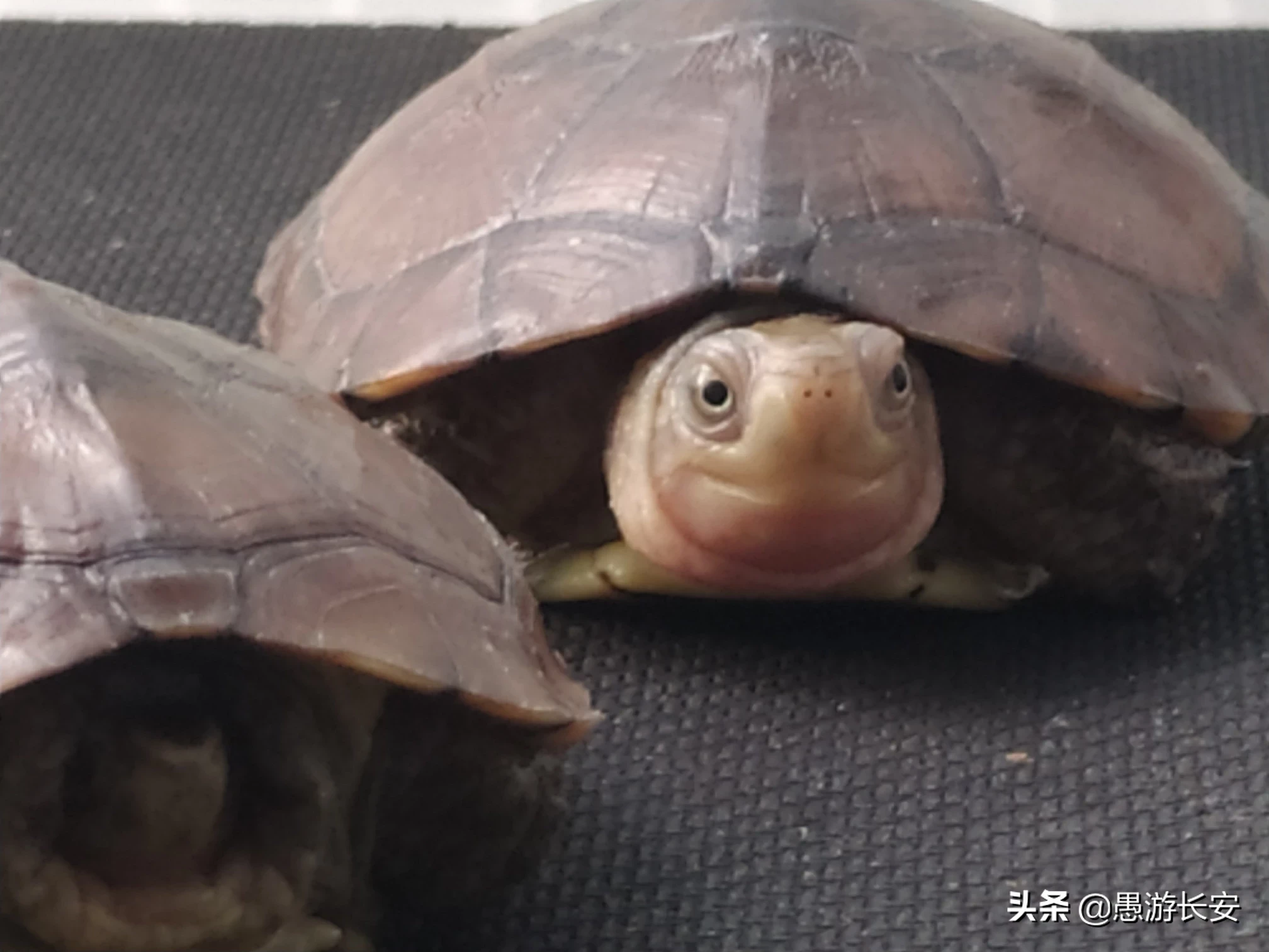 如何喂养小乌龟?一定要买一对吗?