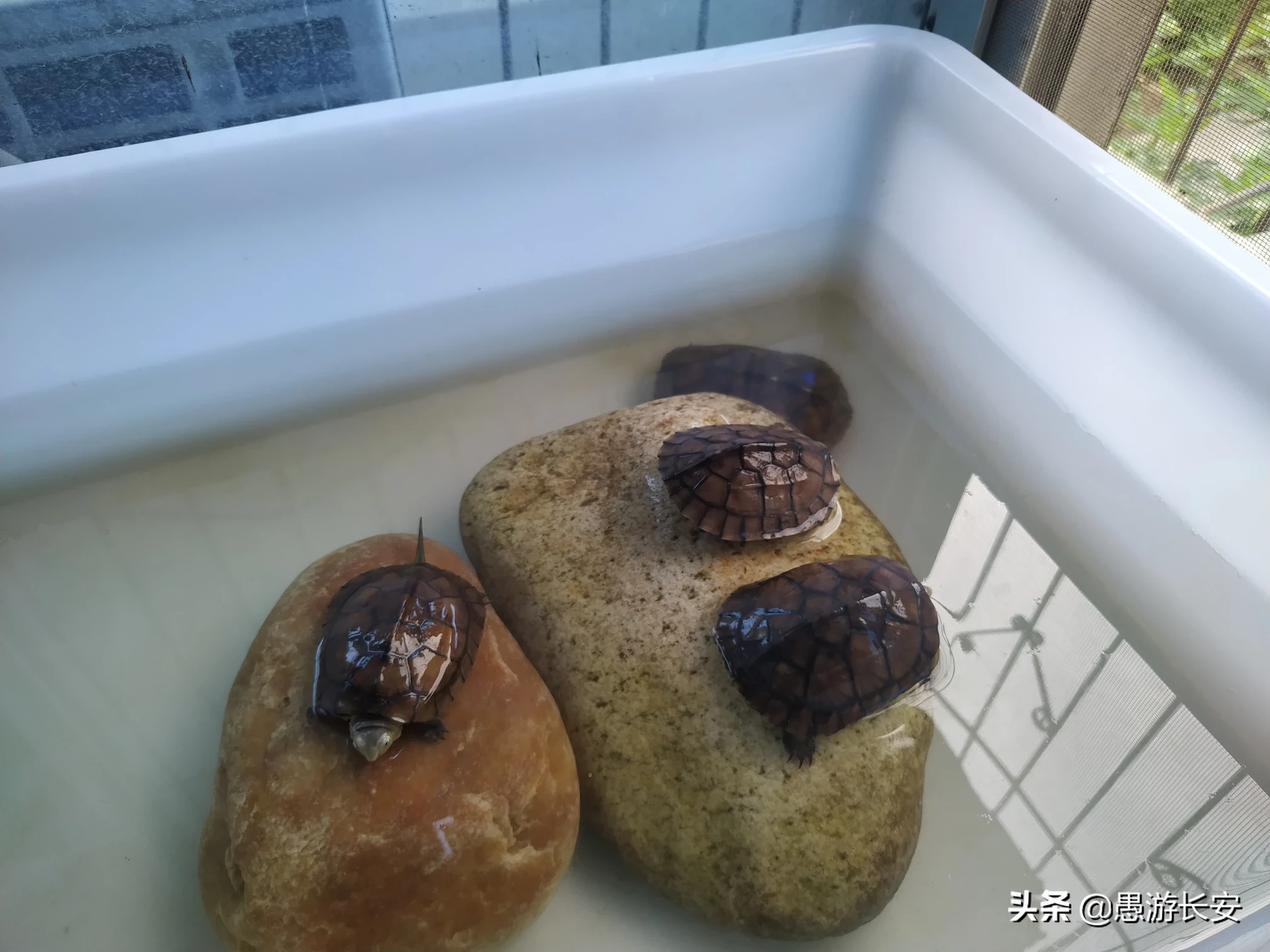 如何喂养小乌龟?一定要买一对吗?