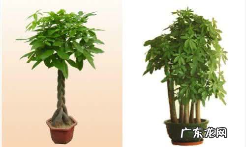 适合室内种植的灌木 风水上适合室内养护灌木吗