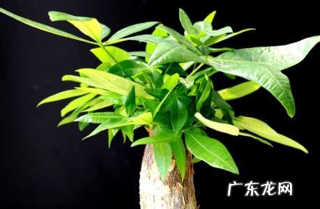 适合室内种植的灌木 风水上适合室内养护灌木吗