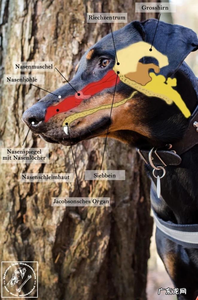 如何测智商是多少 怎么测试智商数值爱因斯坦图片