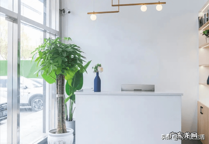 客厅发财树摆几盆好 茶水浇发财树好不好