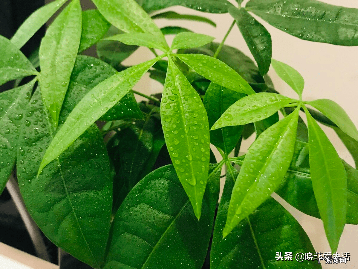 客厅发财树摆几盆好 茶水浇发财树好不好
