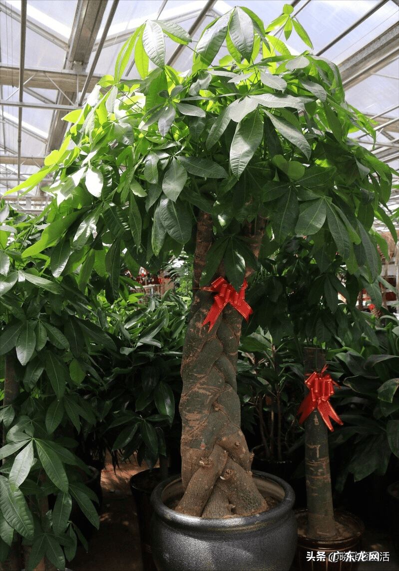 客厅发财树摆几盆好 茶水浇发财树好不好