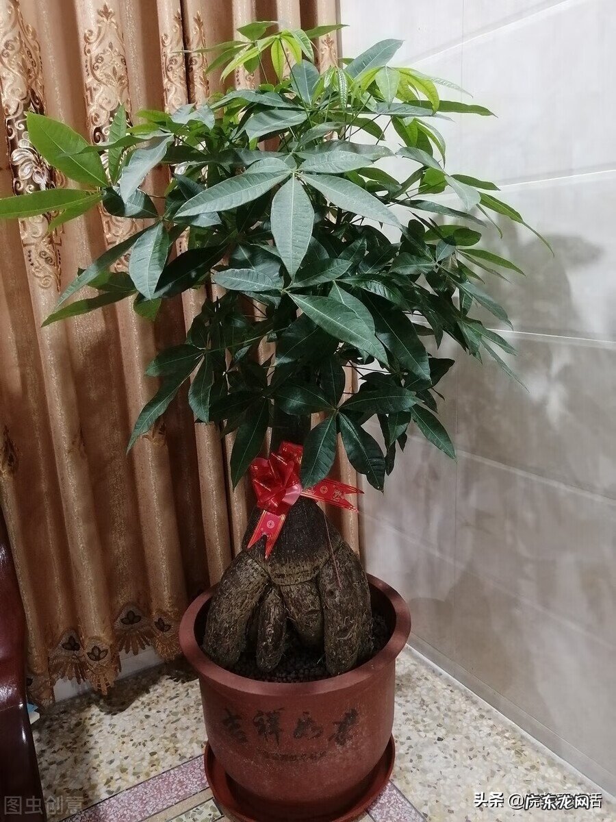 客厅发财树摆几盆好 茶水浇发财树好不好