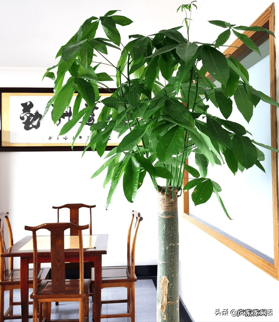 客厅发财树摆几盆好 茶水浇发财树好不好