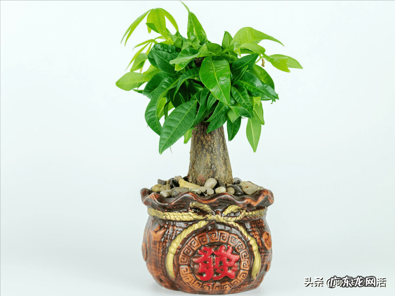 客厅发财树摆几盆好 茶水浇发财树好不好