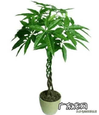客厅发财树摆几盆好 茶水浇发财树好不好