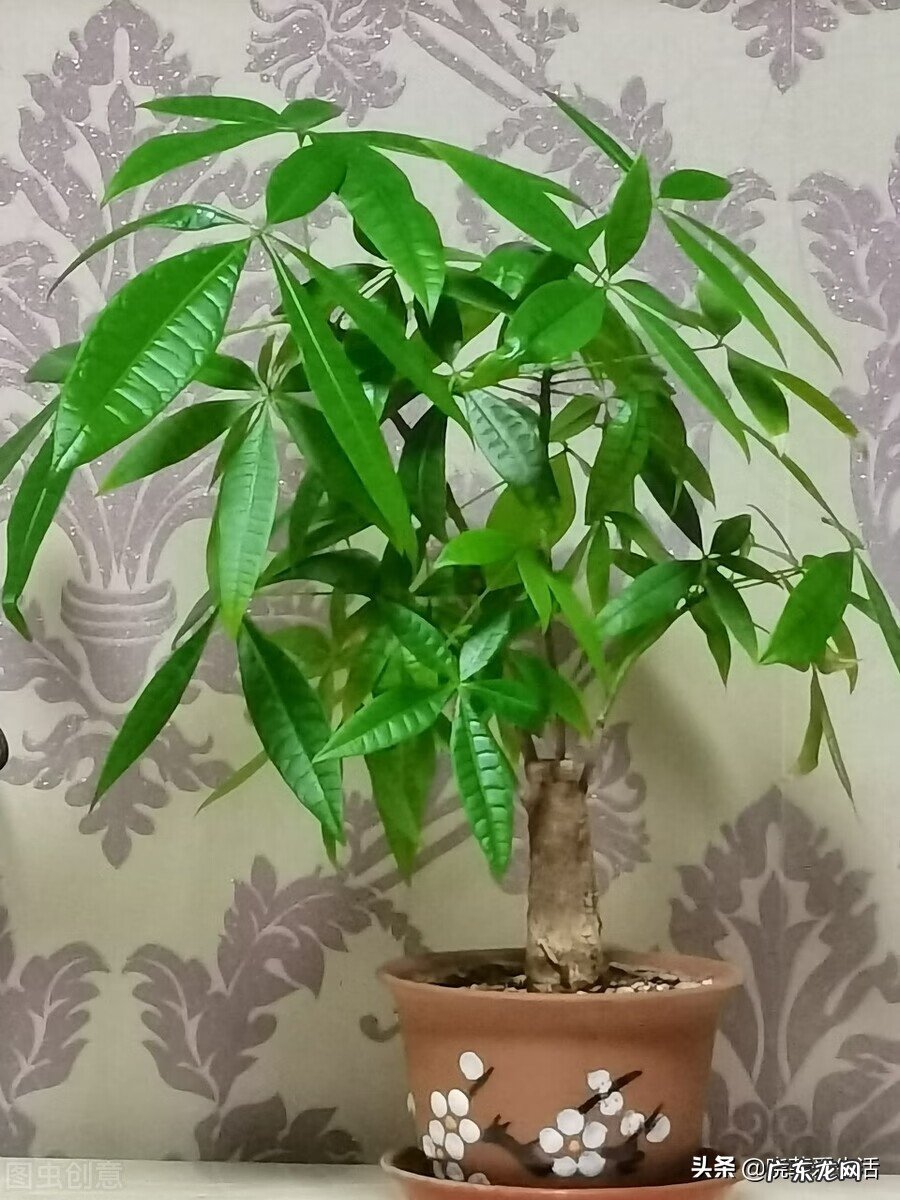 客厅发财树摆几盆好 茶水浇发财树好不好