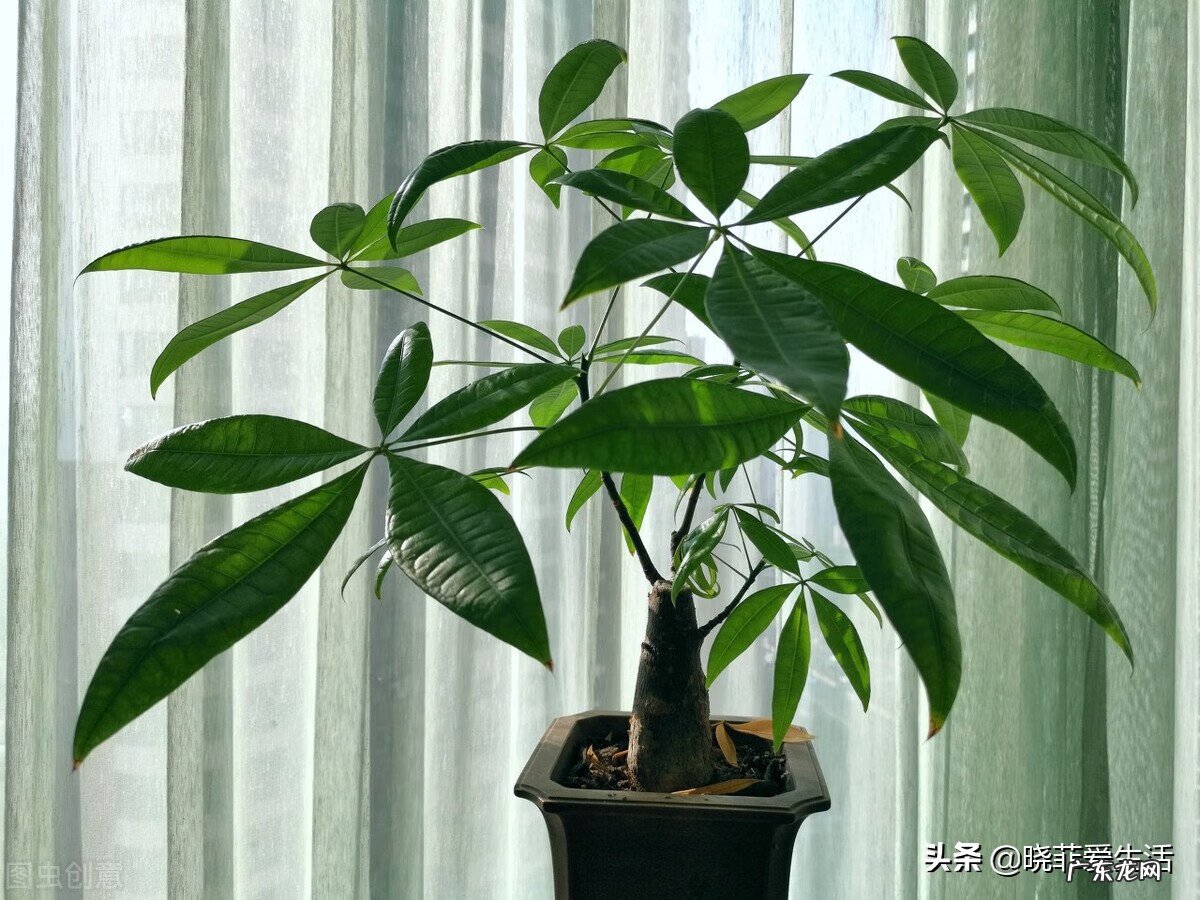 客厅发财树摆几盆好 茶水浇发财树好不好