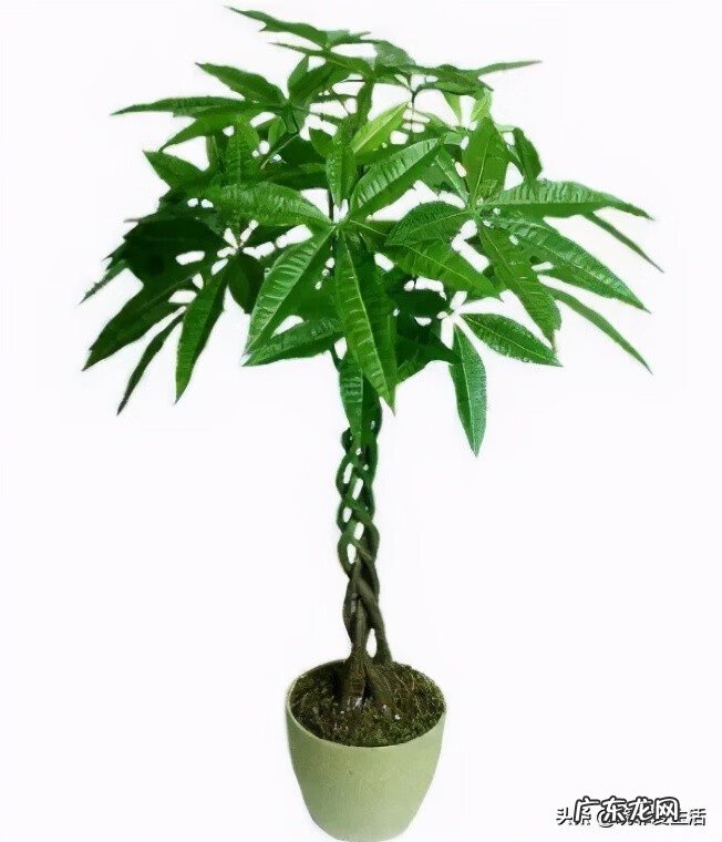 客厅发财树摆几盆好 茶水浇发财树好不好