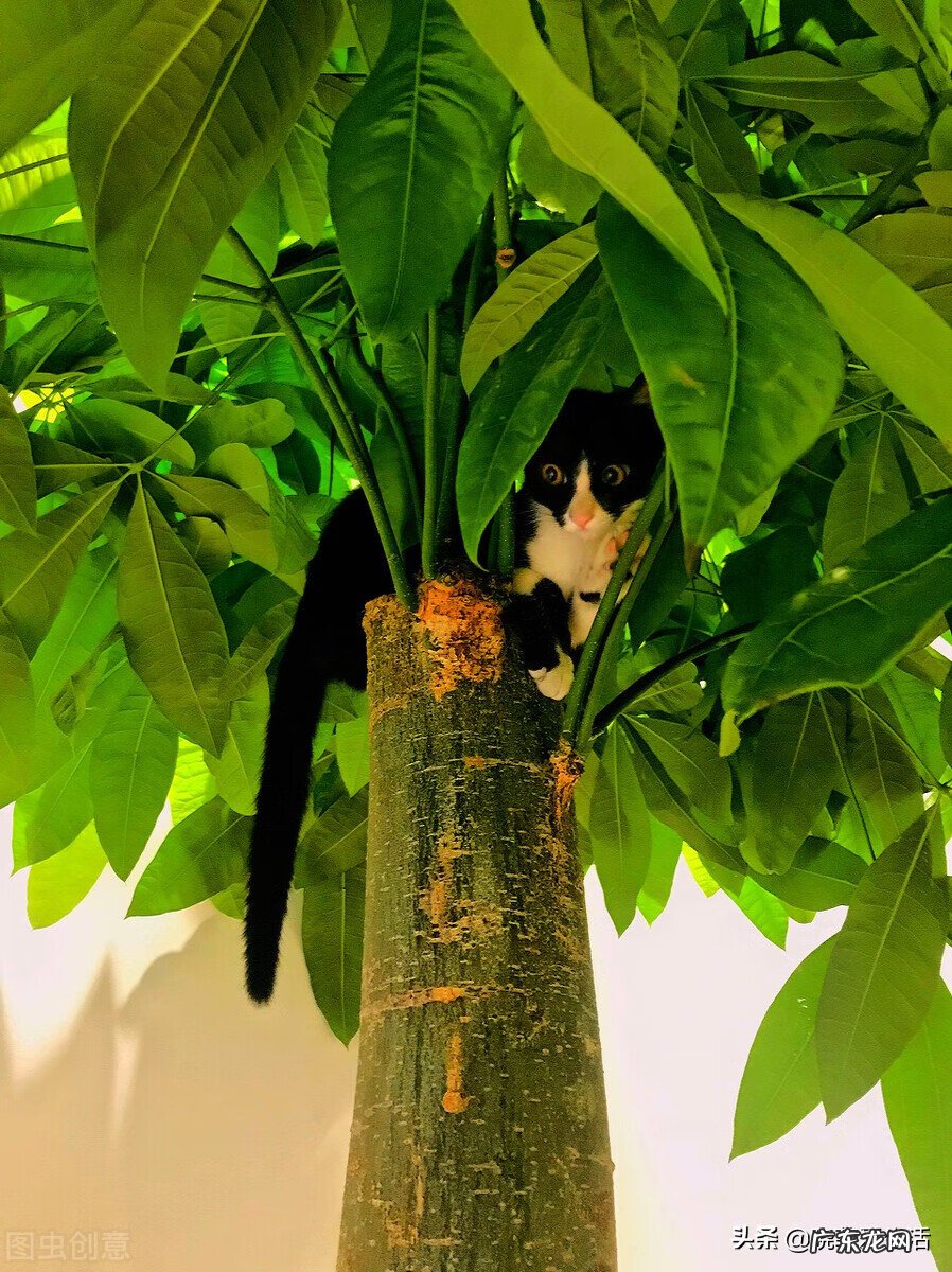 客厅发财树摆几盆好 茶水浇发财树好不好