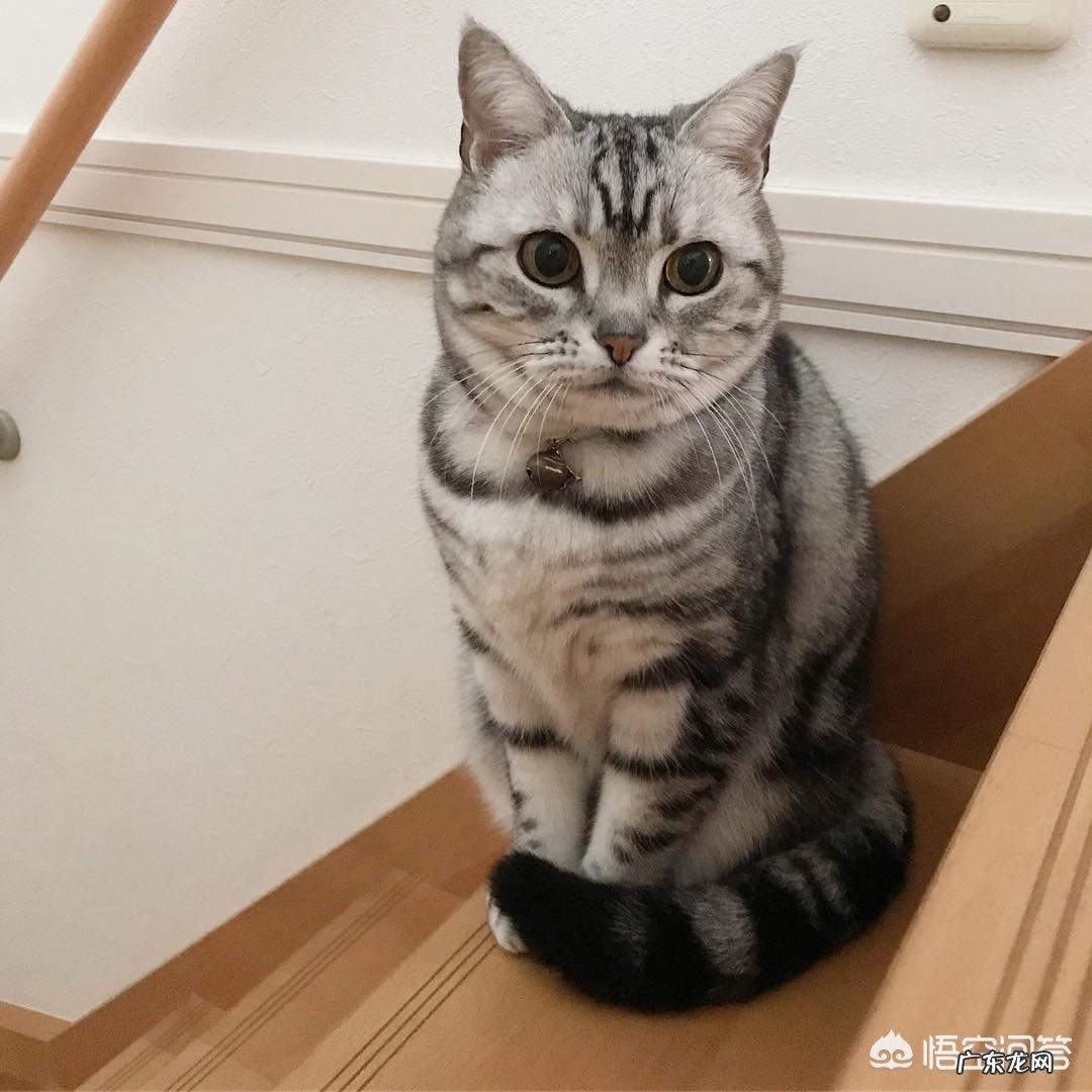 #萌星人成长记#你还记得你的第一个宠物是怎么养的吗?