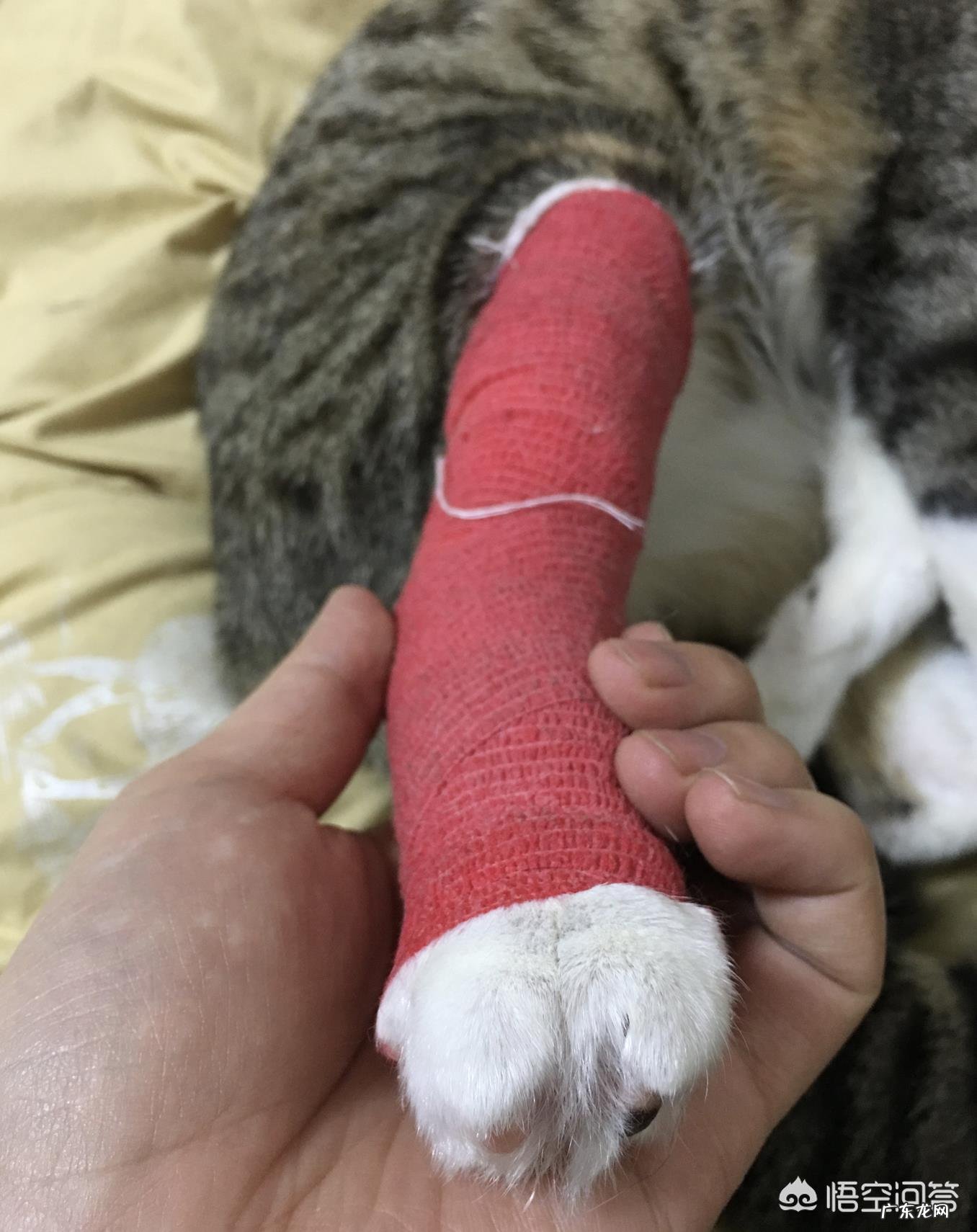 #萌星人成长记#你还记得你的第一个宠物是怎么养的吗?