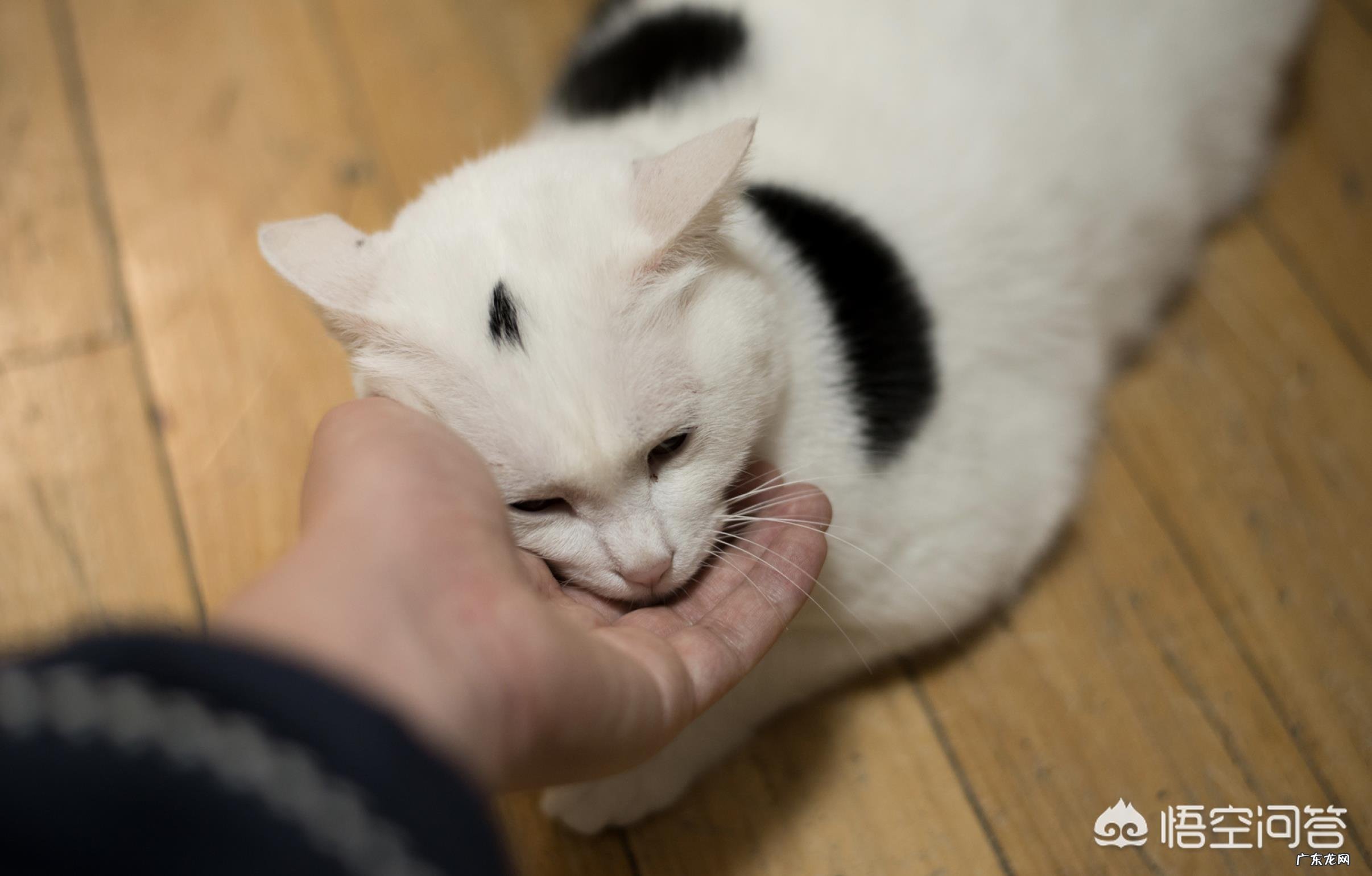 #萌星人成长记#你还记得你的第一个宠物是怎么养的吗?