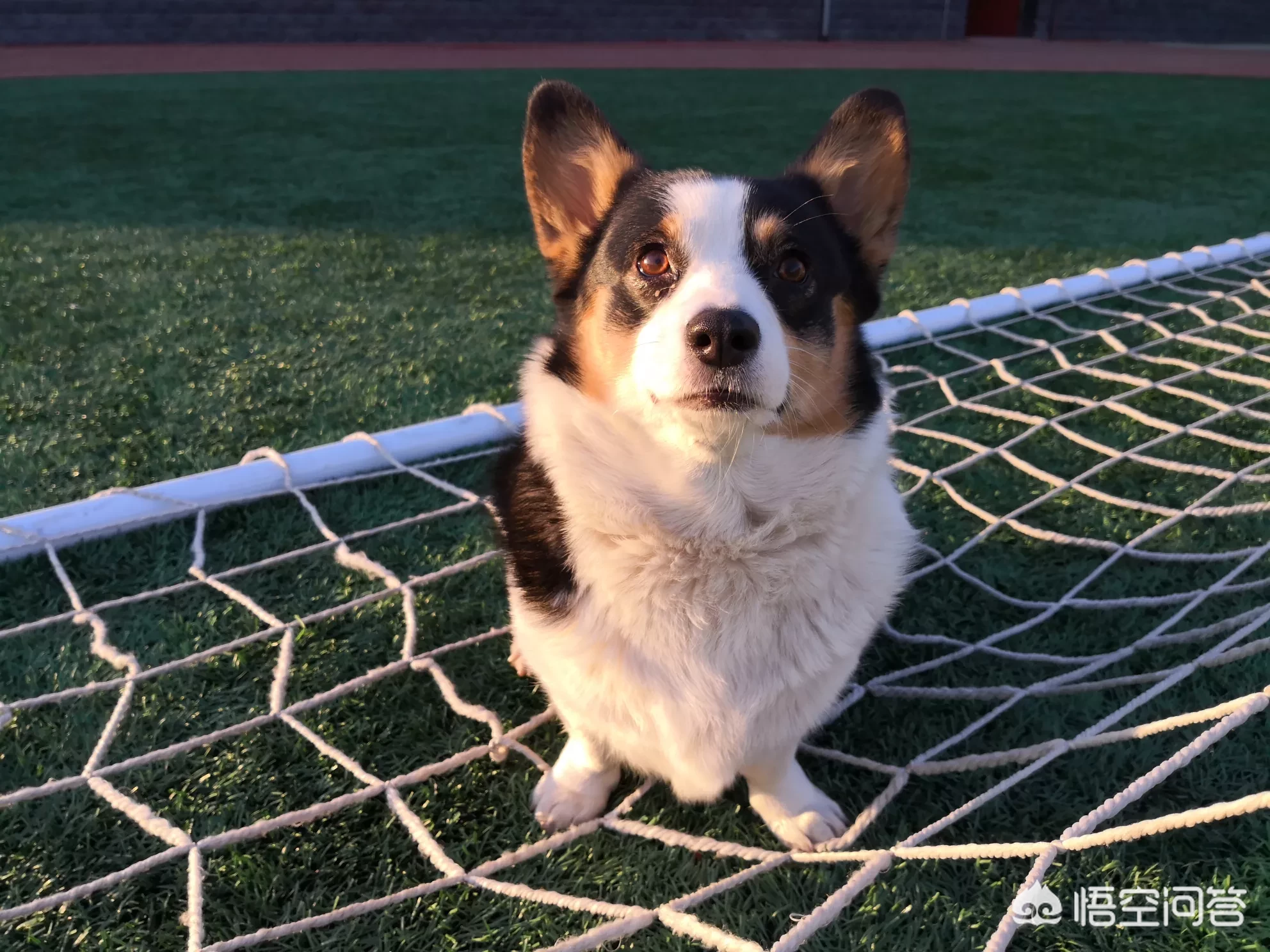 #萌星人成长记#你还记得你的第一个宠物是怎么养的吗?