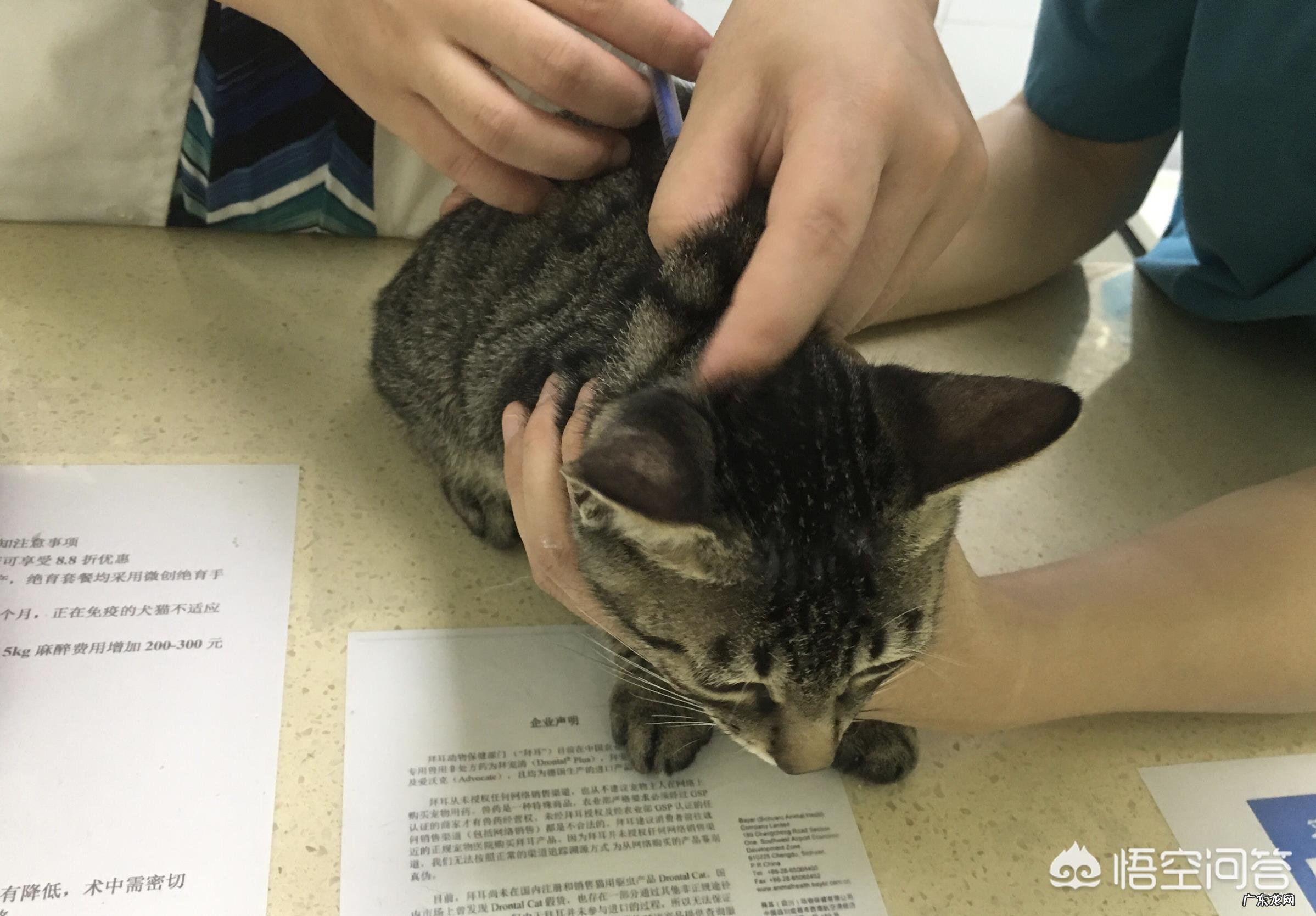 #萌星人成长记#你还记得你的第一个宠物是怎么养的吗?