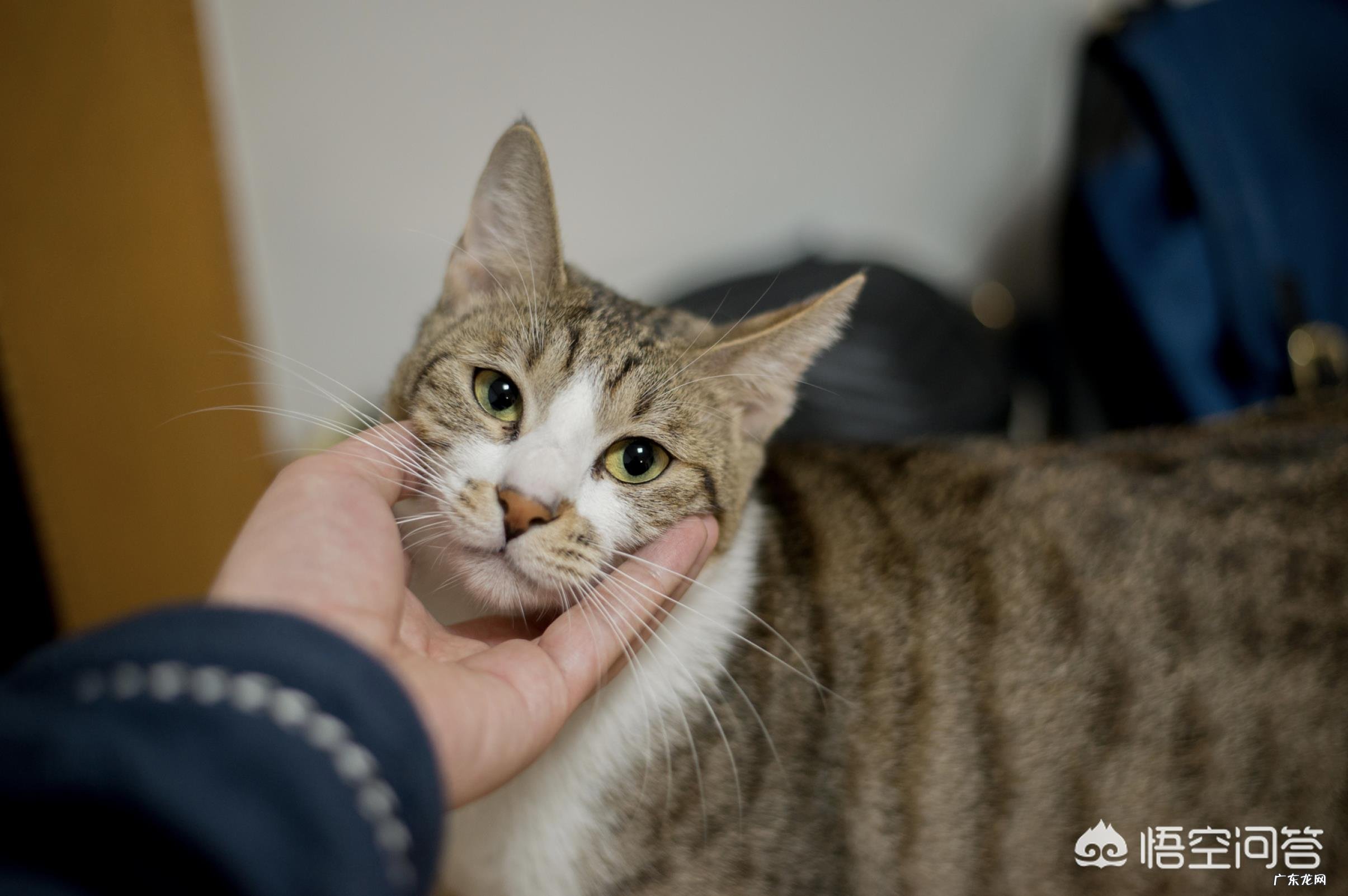 #萌星人成长记#你还记得你的第一个宠物是怎么养的吗?