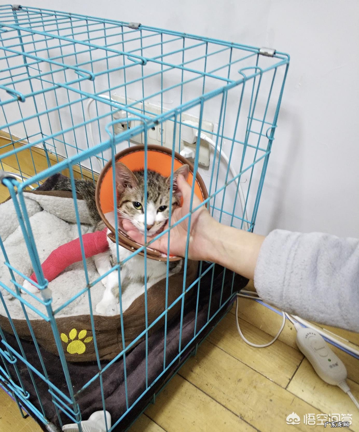 #萌星人成长记#你还记得你的第一个宠物是怎么养的吗?