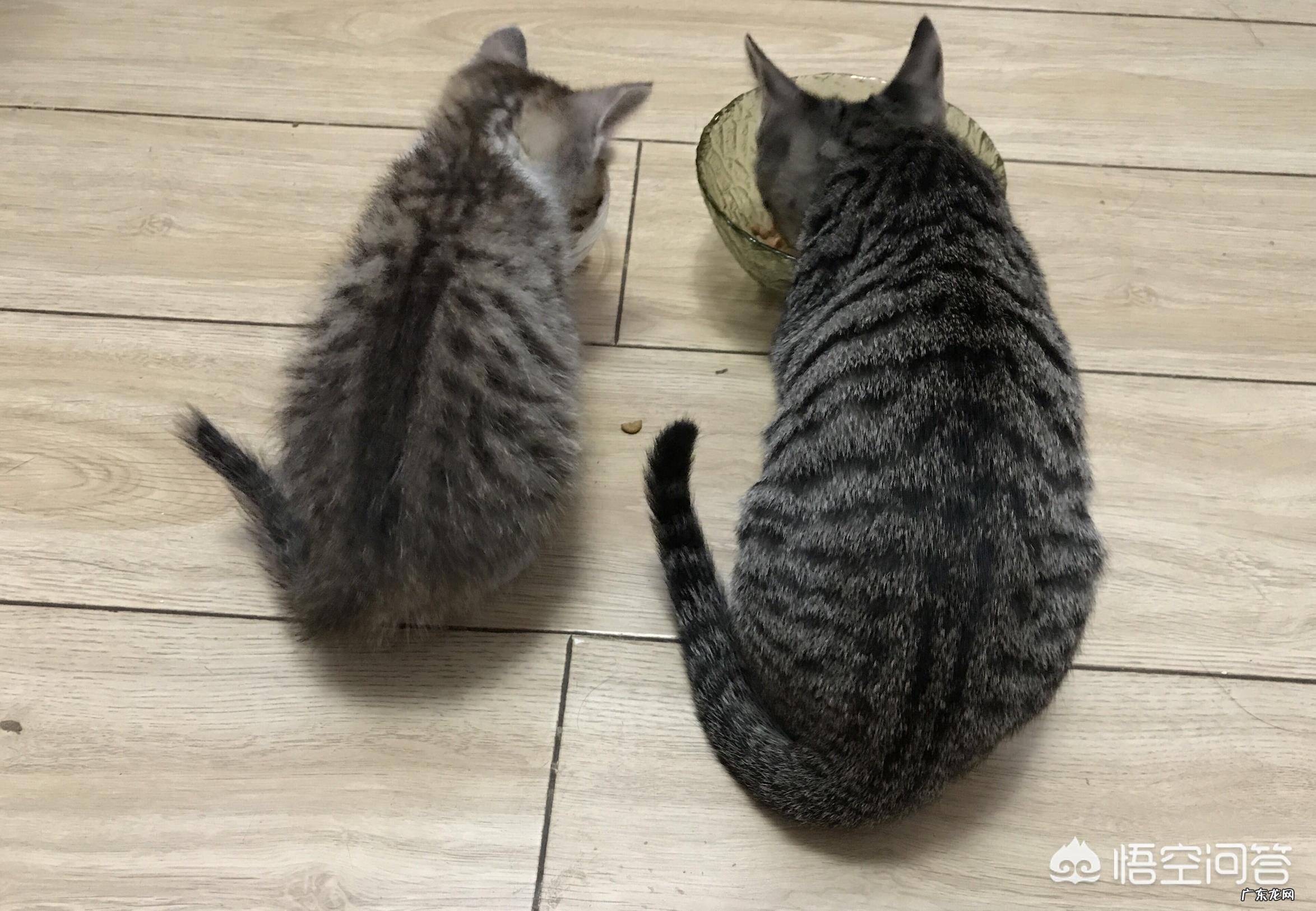 #萌星人成长记#你还记得你的第一个宠物是怎么养的吗?