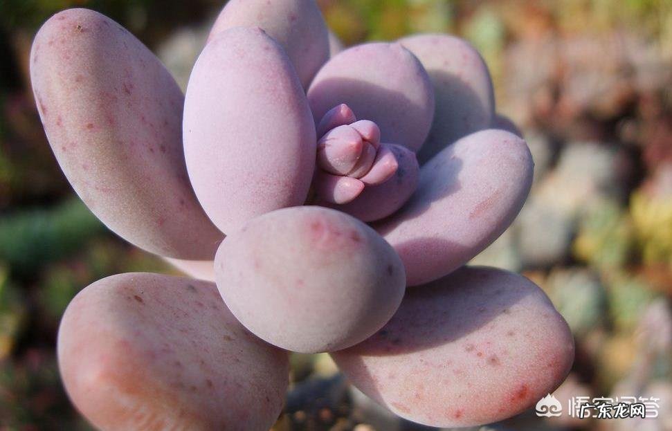 多肉界的“婴儿肥”指的是哪种多肉？
