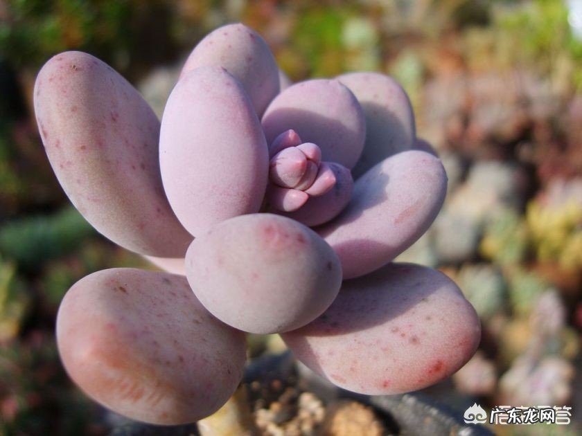 多肉界的“婴儿肥”指的是哪种多肉?