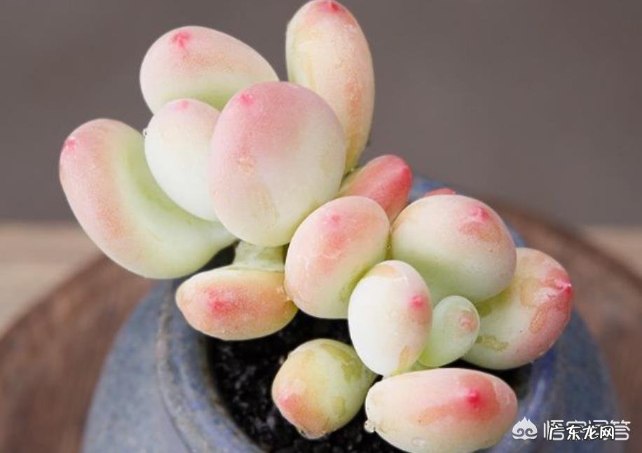 多肉界的“婴儿肥”指的是哪种多肉?