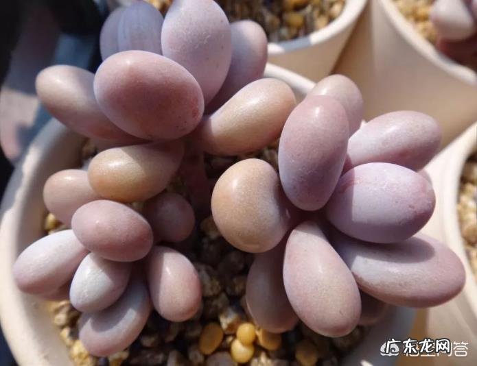 多肉界的“婴儿肥”指的是哪种多肉?