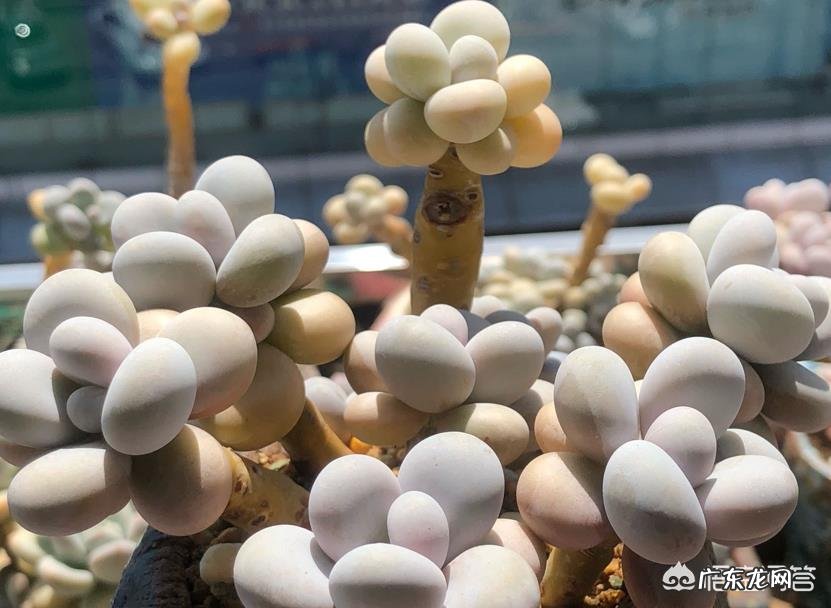 多肉界的“婴儿肥”指的是哪种多肉？