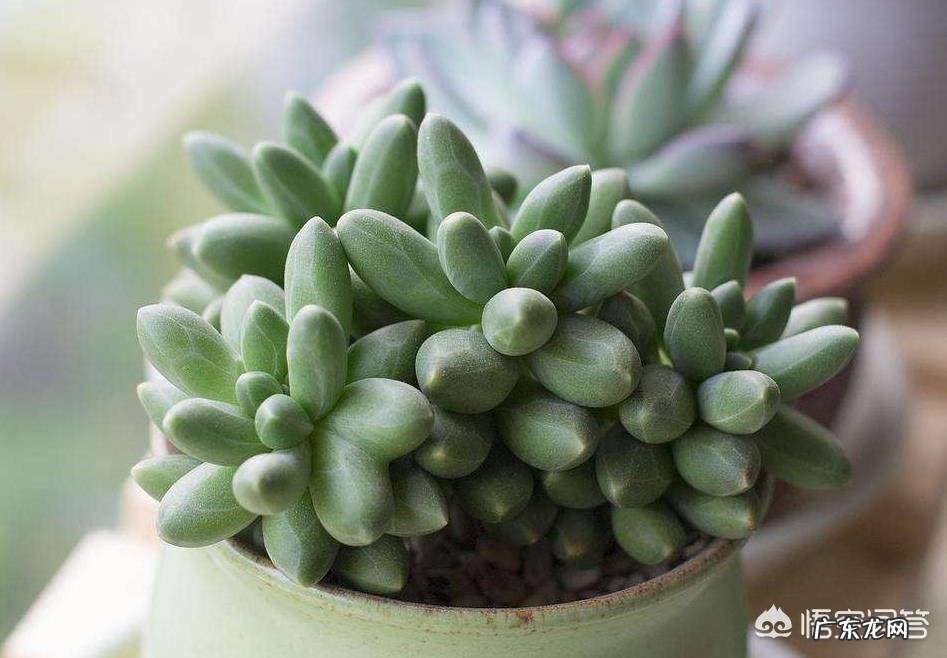 多肉界的“婴儿肥”指的是哪种多肉？