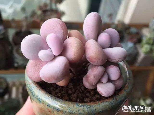 多肉界的“婴儿肥”指的是哪种多肉?