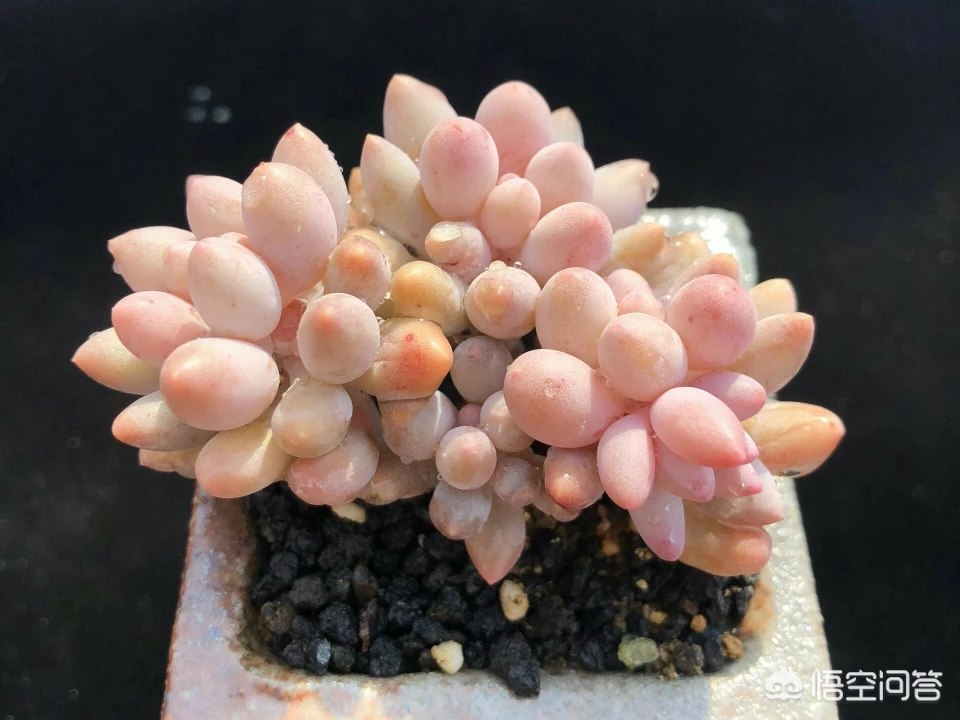 多肉界的“婴儿肥”指的是哪种多肉?