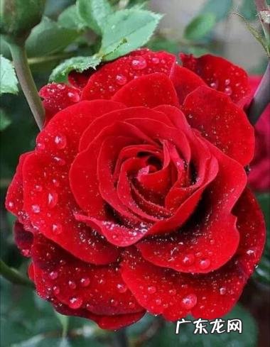 国色天香最初形容的是脑筋急转弯 国色天香最初形容的是什么花