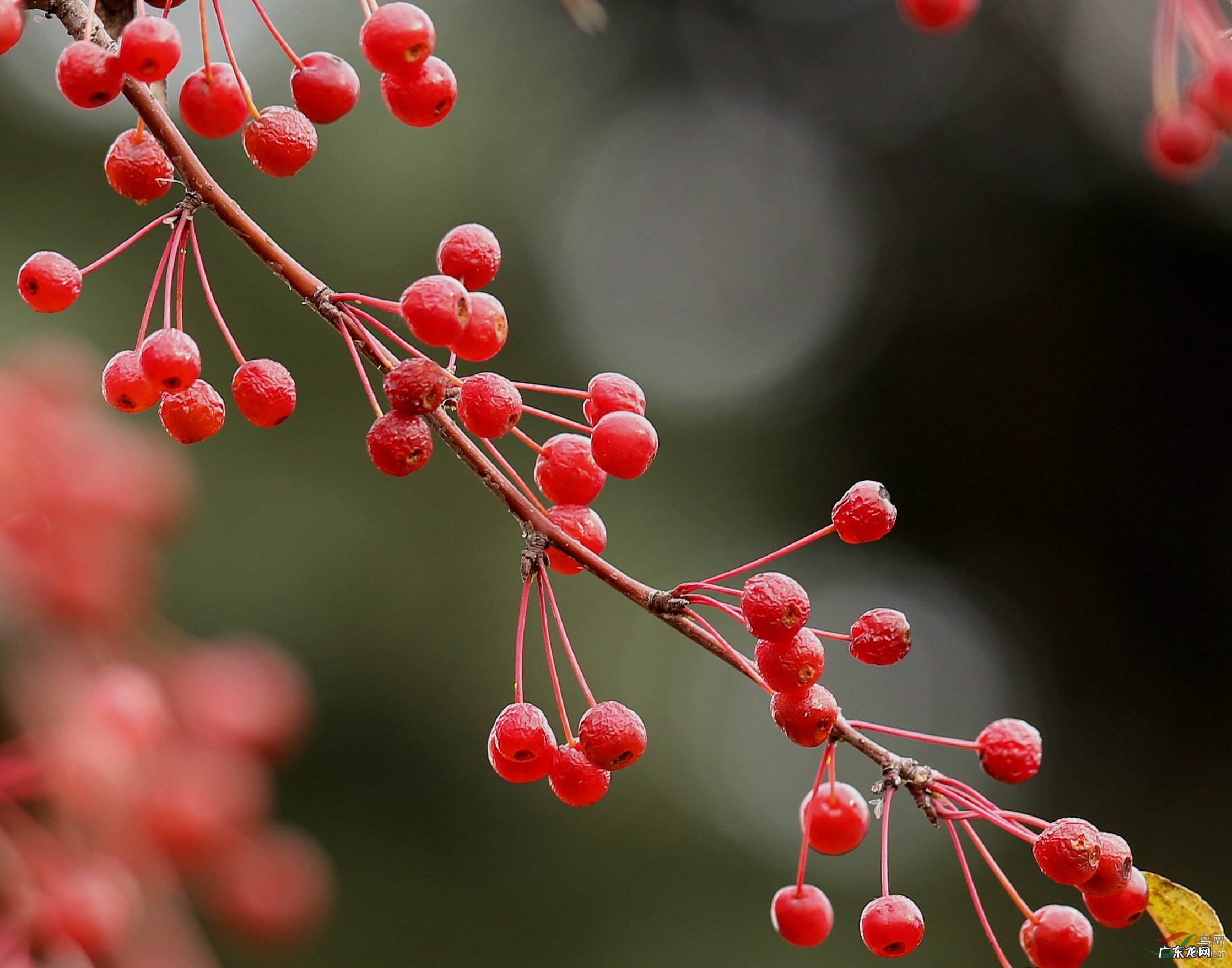 小时候在农村的你,都吃过哪些野果子?