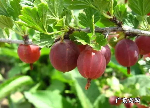 小时候在农村的你,都吃过哪些野果子?