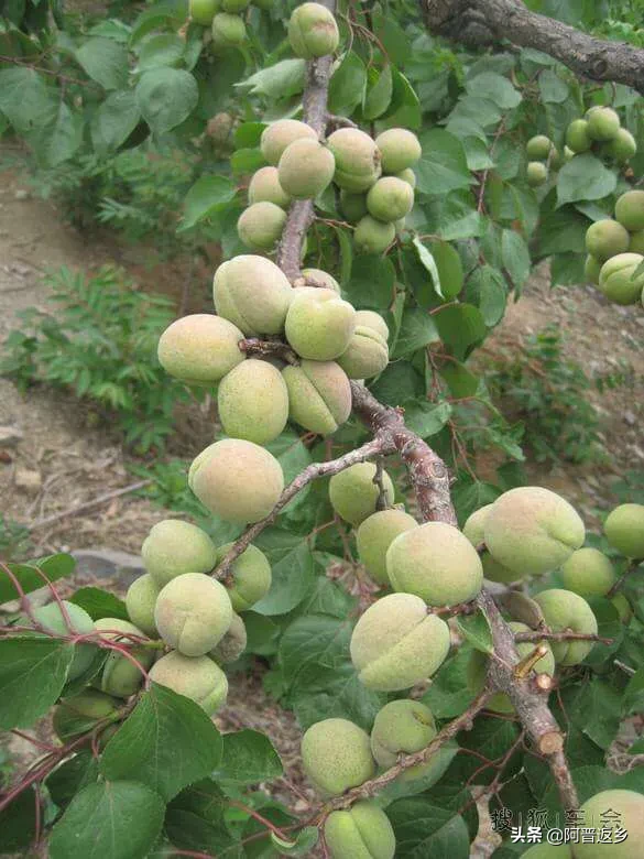 小时候在农村的你，都吃过哪些野果子？