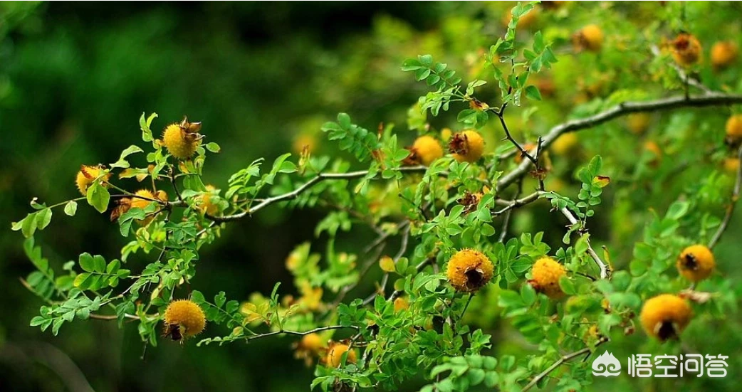 小时候在农村的你，都吃过哪些野果子？