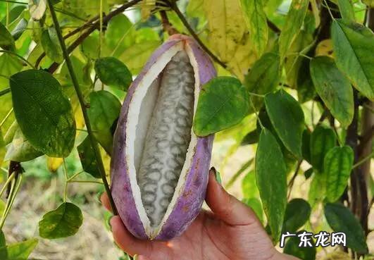 小时候在农村的你,都吃过哪些野果子?