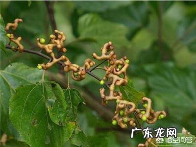 小时候在农村的你，都吃过哪些野果子？