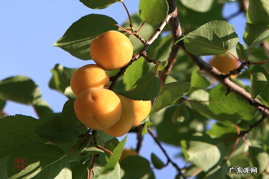 小时候在农村的你,都吃过哪些野果子?