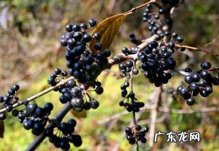 小时候在农村的你,都吃过哪些野果子?