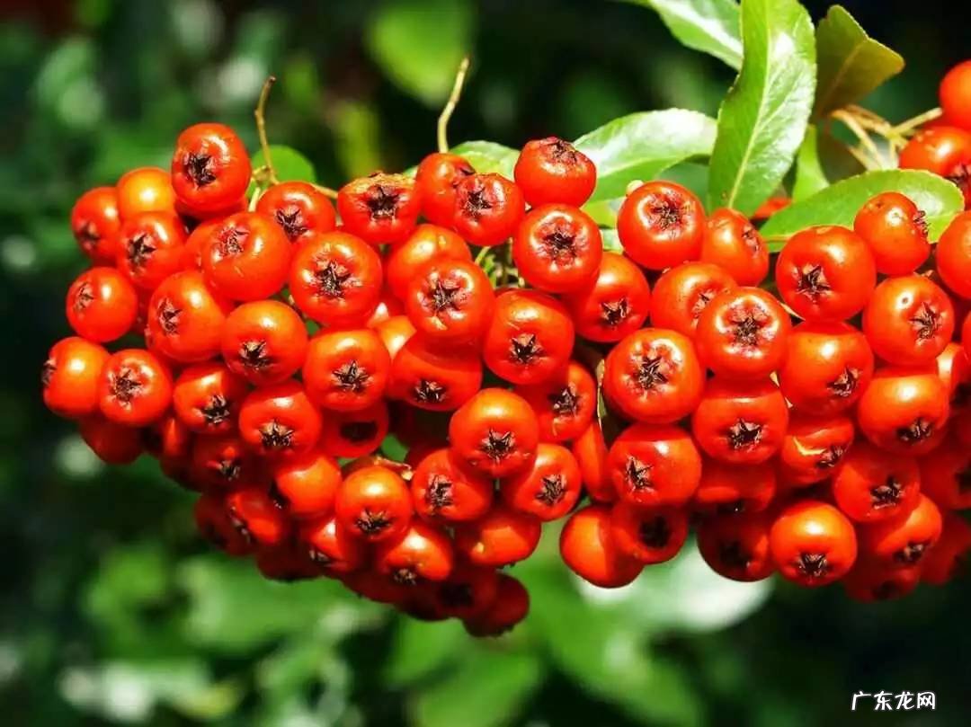 小时候在农村的你,都吃过哪些野果子?