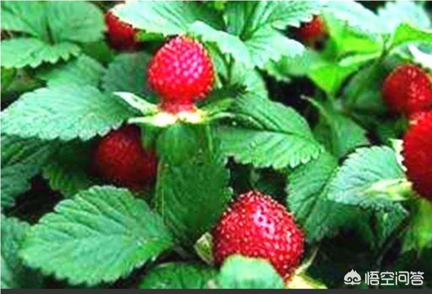 小时候在农村的你，都吃过哪些野果子？