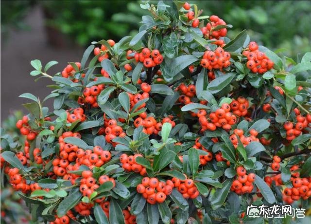 小时候在农村的你，都吃过哪些野果子？