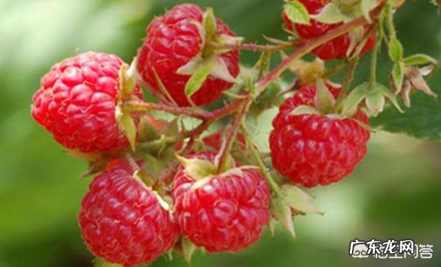 小时候在农村的你，都吃过哪些野果子？