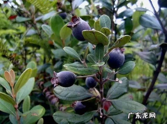 小时候在农村的你,都吃过哪些野果子?