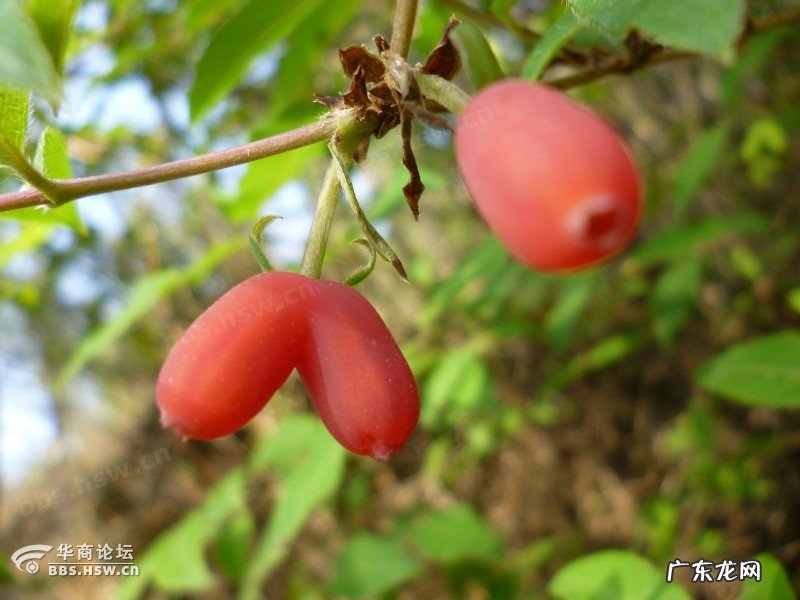 小时候在农村的你,都吃过哪些野果子?