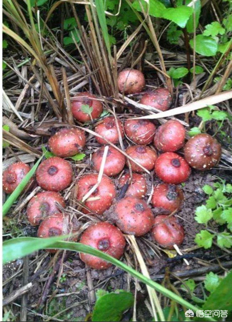 小时候在农村的你，都吃过哪些野果子？