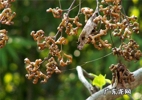 小时候在农村的你,都吃过哪些野果子?