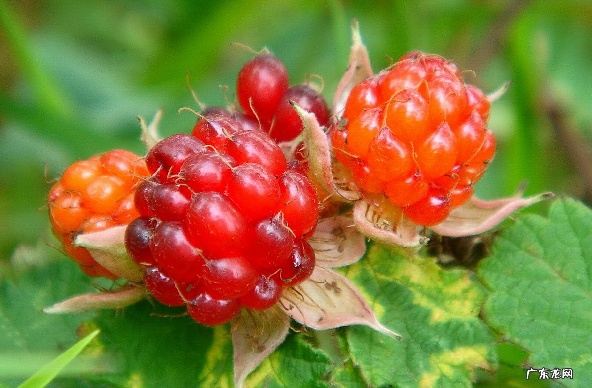 小时候在农村的你,都吃过哪些野果子?